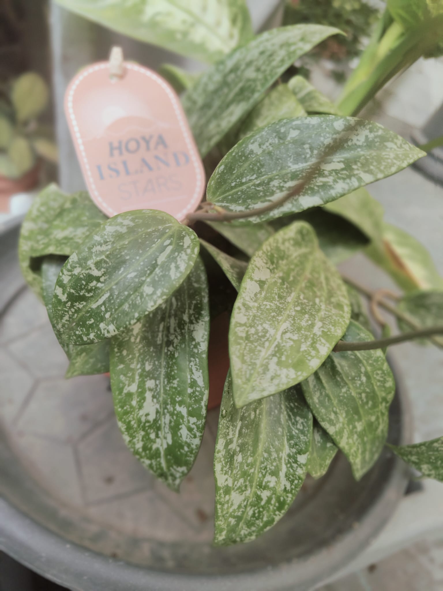 Pianta 'Hoya latifolia Rangsan, vaso 12 foto reali
