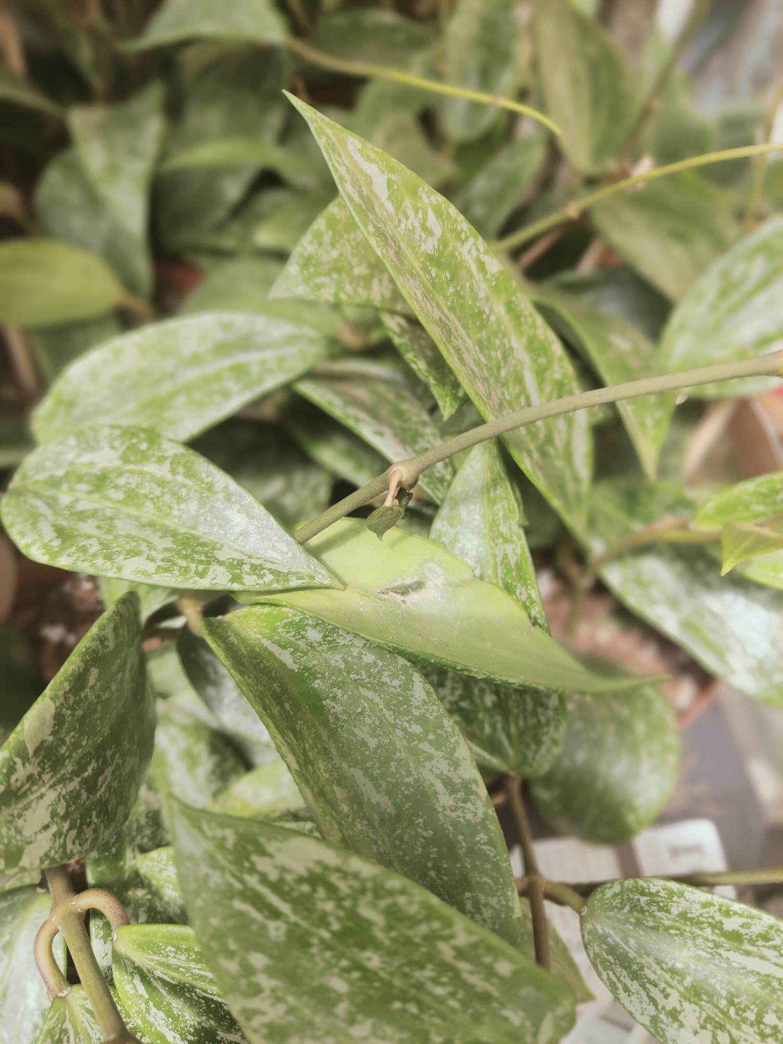 Pianta 'Hoya latifolia Rangsan, vaso 12 foto reali