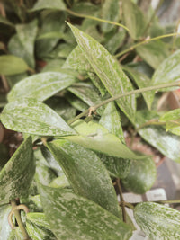 Pianta 'Hoya latifolia Rangsan, vaso 12 foto reali