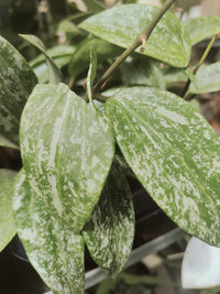 Pianta 'Hoya latifolia Rangsan, vaso 12 foto reali