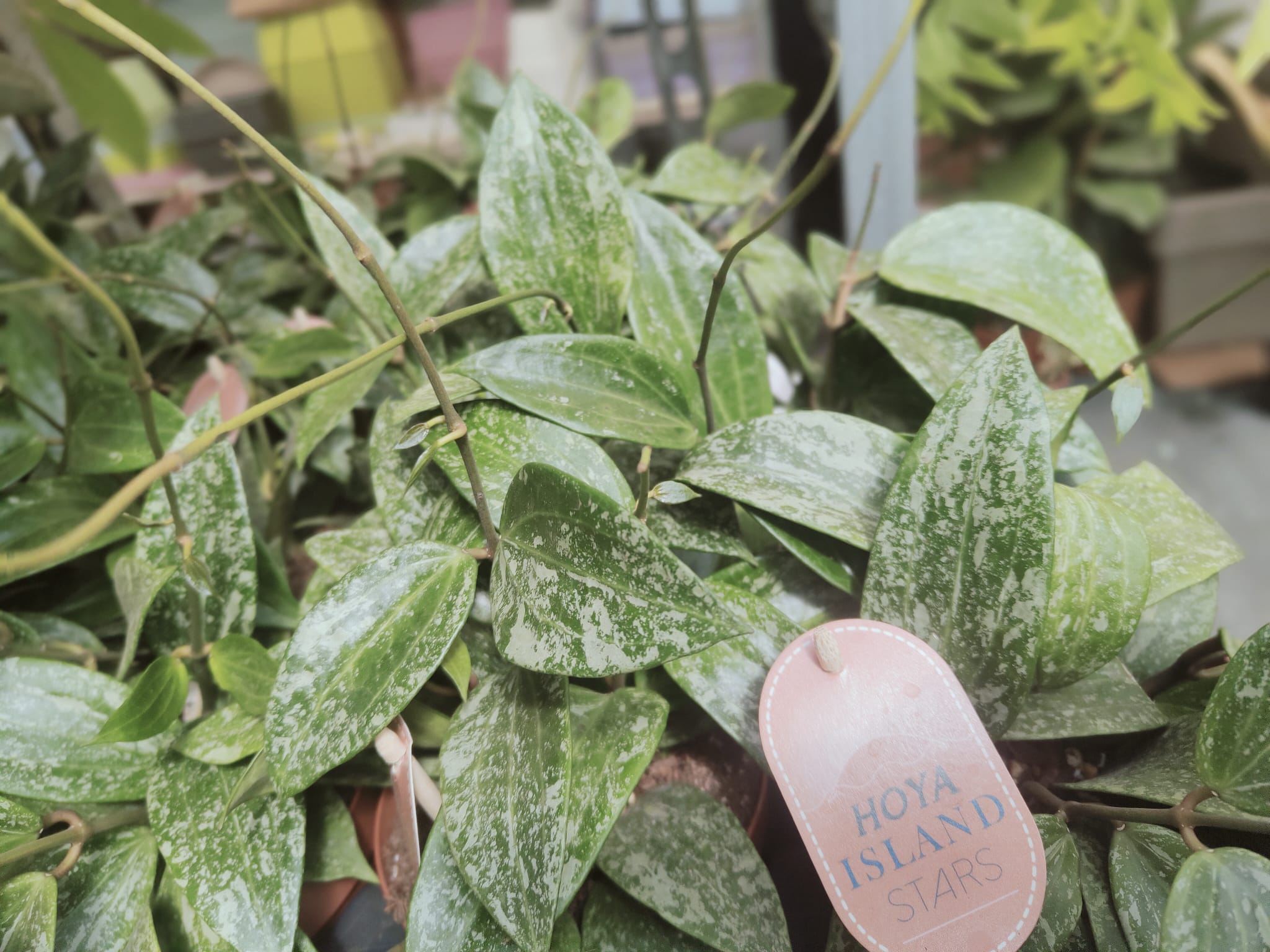 Pianta 'Hoya latifolia Rangsan, vaso 12 foto reali