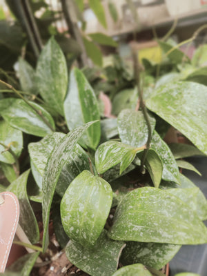 Pianta 'Hoya latifolia Rangsan, vaso 12 foto reali