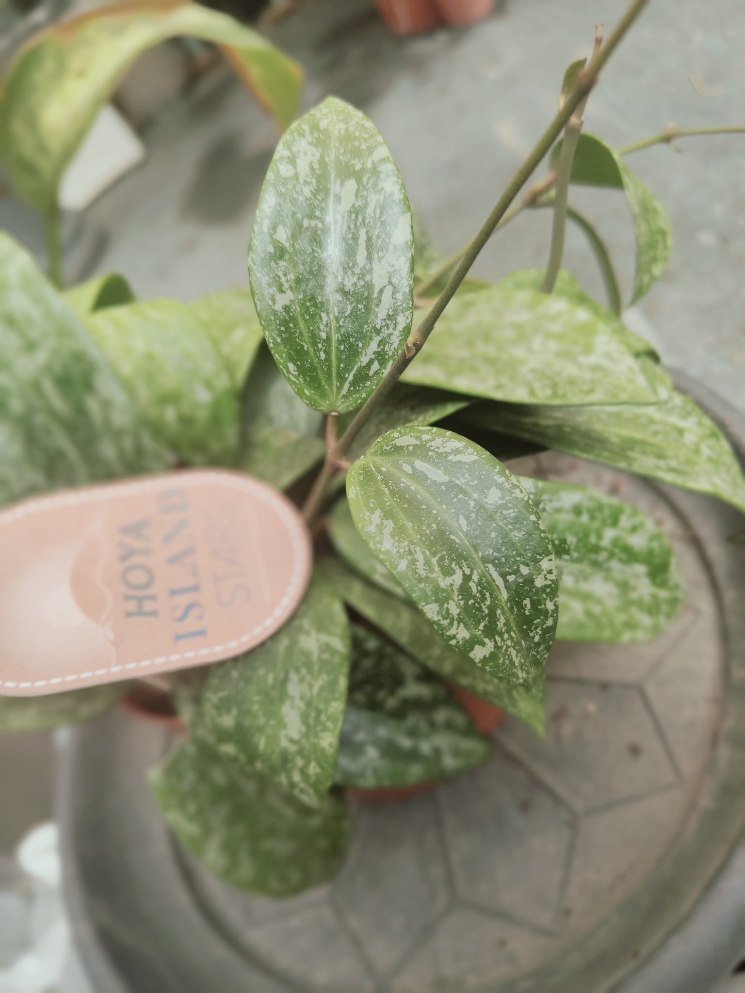 Pianta 'Hoya latifolia Rangsan, vaso 12 foto reali