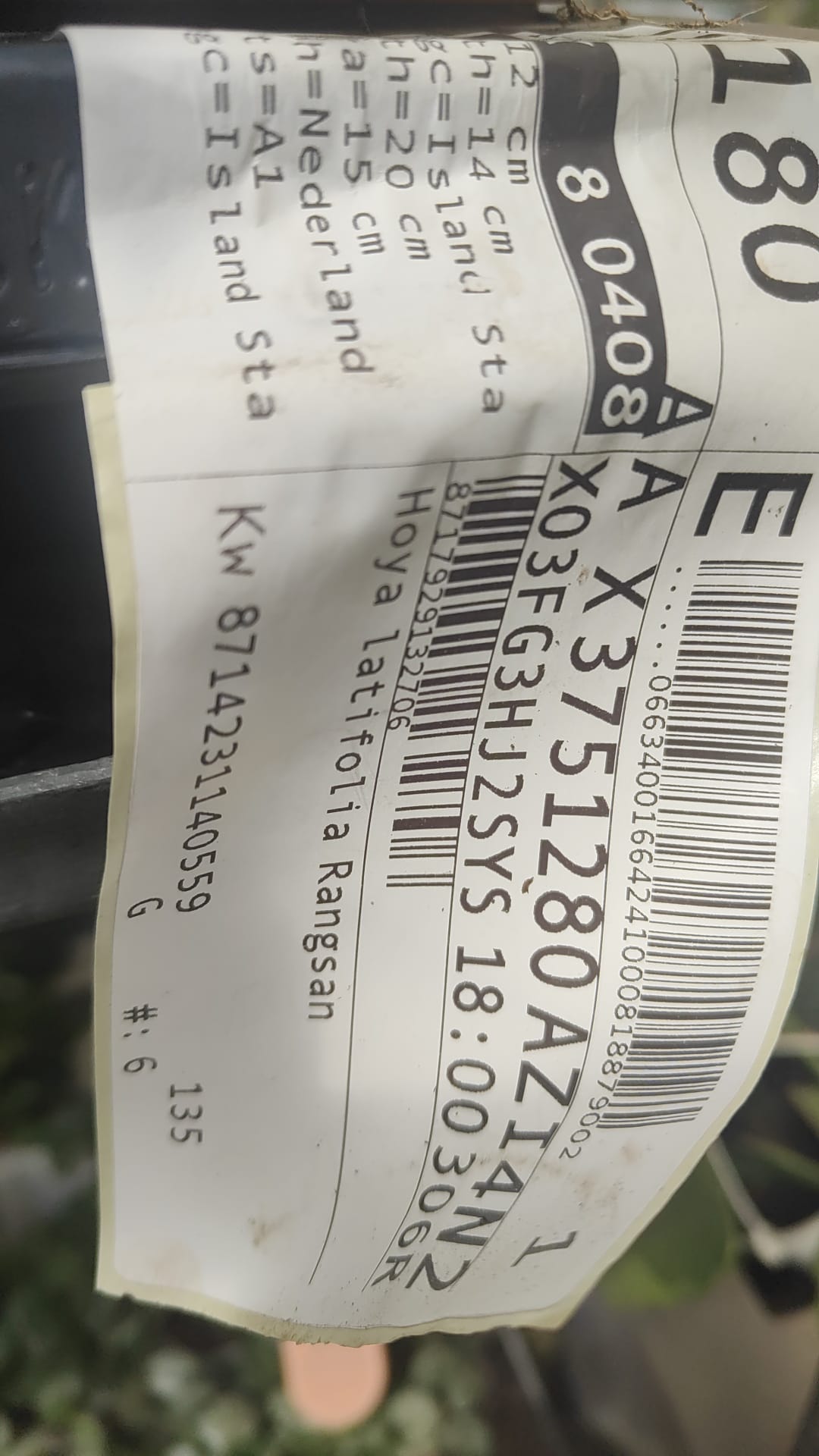 Pianta 'Hoya latifolia Rangsan, vaso 12 foto reali