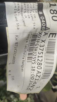 Pianta 'Hoya latifolia Rangsan, vaso 12 foto reali