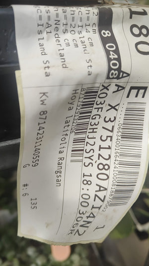 Pianta 'Hoya latifolia Rangsan, vaso 12 foto reali