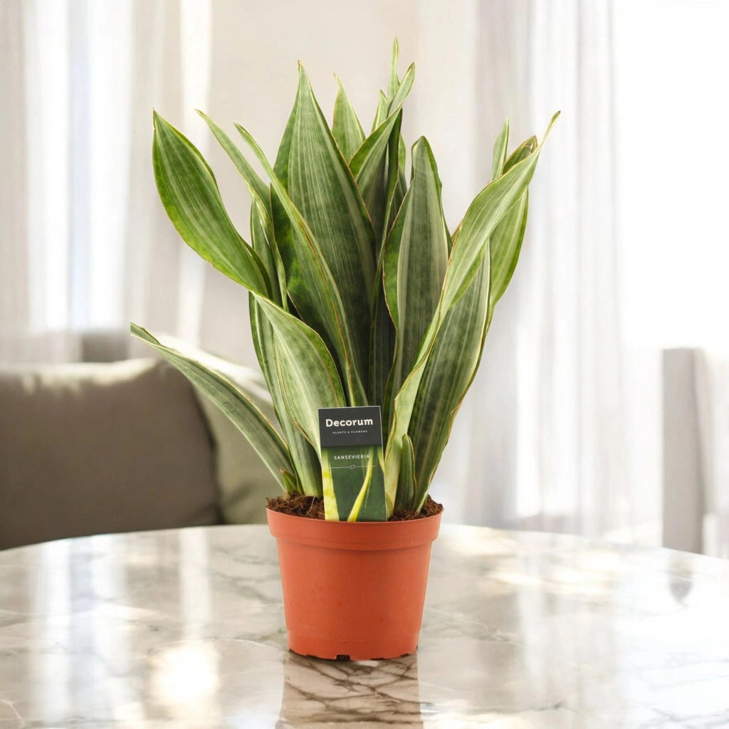 Gardenaria Sansevieria trifasciata aubry. 'Marlowe' - Pianta da interno ornamentale Altezza: 45 cm (vaso 14)