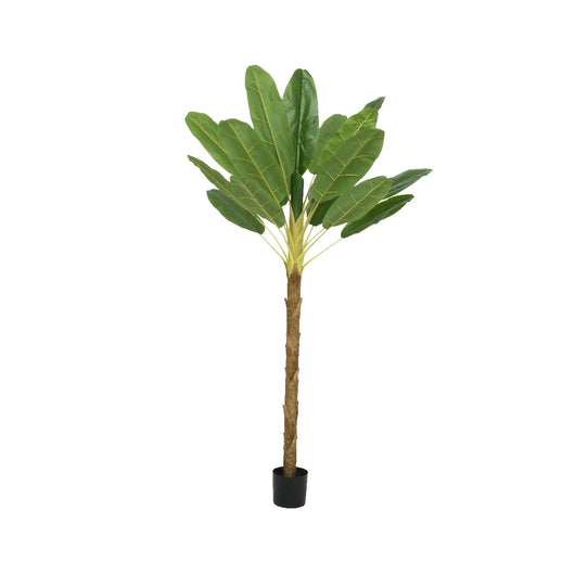 PIANTA DI BANANO 120X120XH280CM VERDE CON VASO.