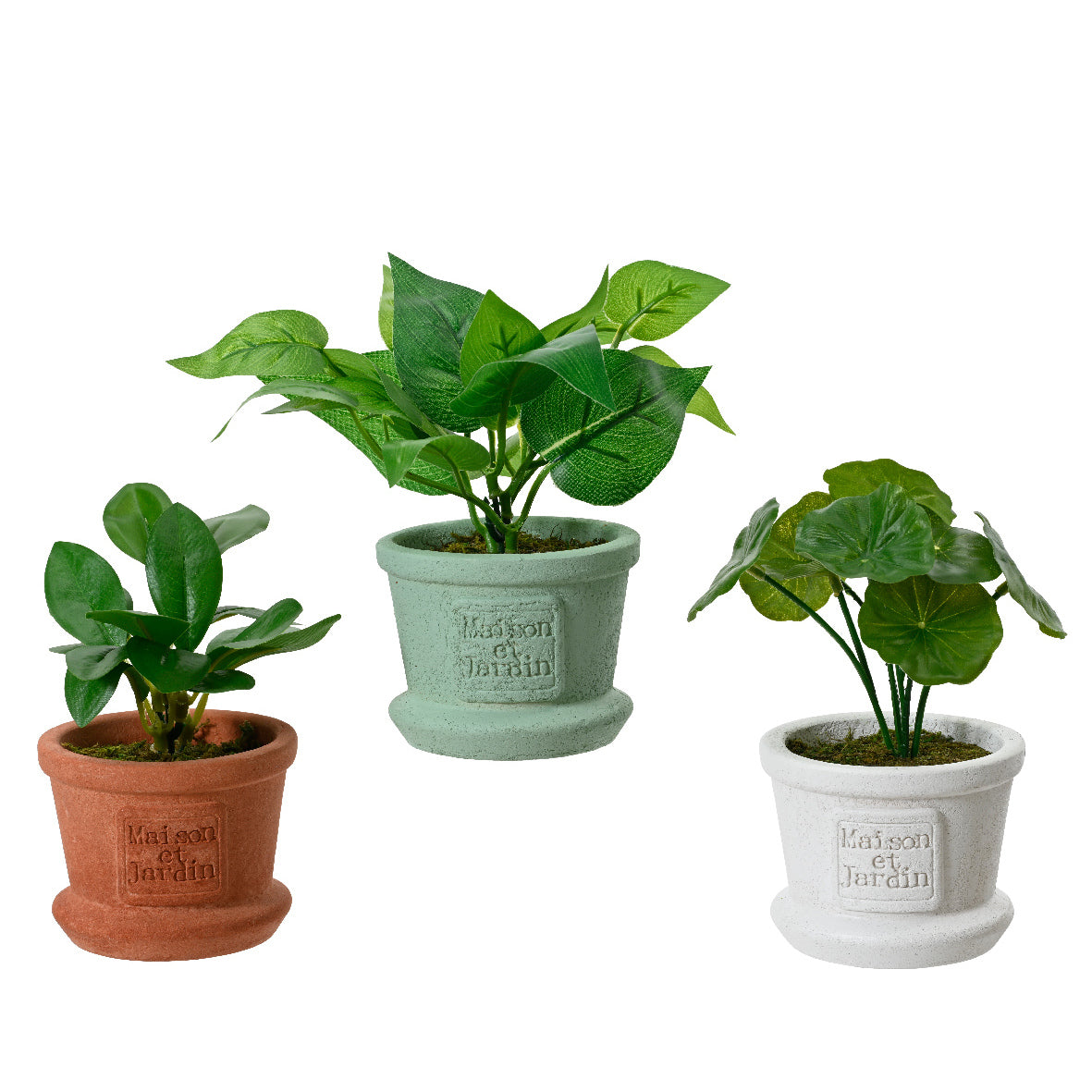 PIANTA POTOS CON VASO 8X8XH17CM 3 COLORI.