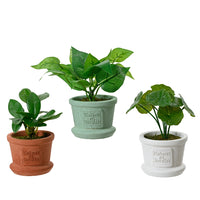 PIANTA POTOS CON VASO 8X8XH17CM 3 COLORI.