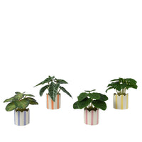 VASO A STRISCE 7,5XH16CM CON PIANTA 4 MODELLI.