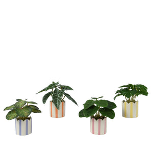 VASO A STRISCE 7,5XH16CM CON PIANTA 4 MODELLI.