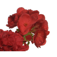 VASO CON GERANIO 25X25XH35CM POLIESTERE 4COL ASS.