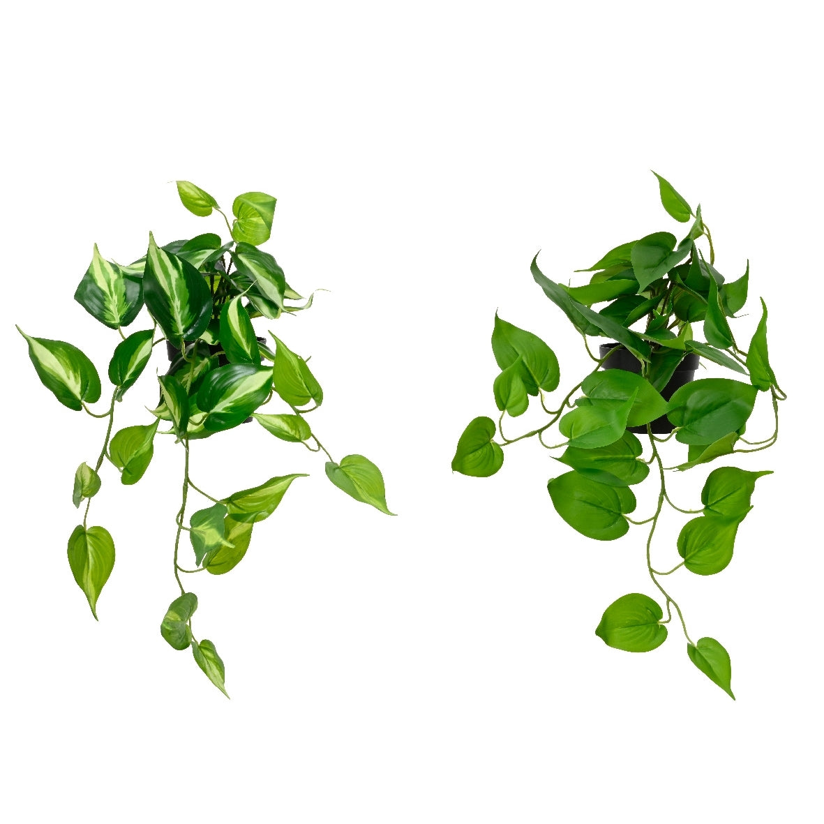 VASO CON POTOS 50X40XH25CM IN PLASTICA NERA 2ASS.