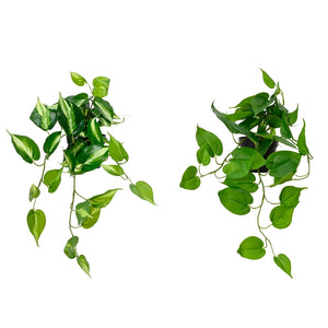 VASO CON POTOS 50X40XH25CM IN PLASTICA NERA 2ASS.