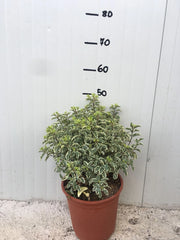 Pitosforo Silver Queen (Pittosporum Tenuifolium Silver Queen) vaso 24 cm