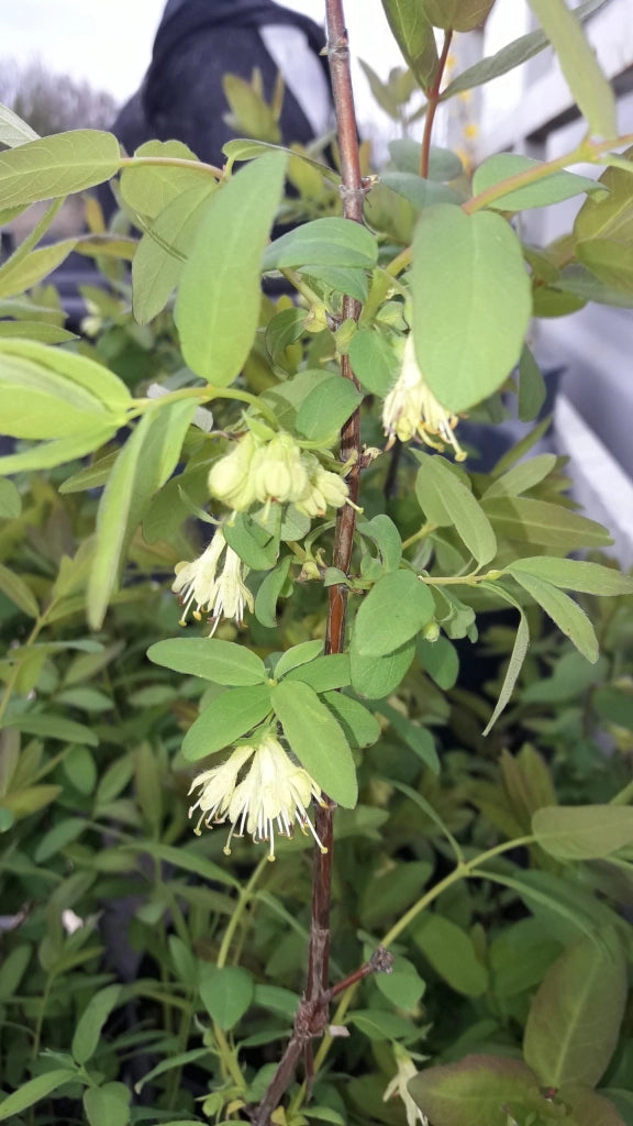Lonicera Kamtscha Karina – Caprifoglio siberiano da frutto precoce