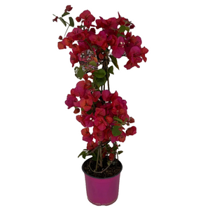 Bouganvillea piramide fuxia scuro in vaso 18 cm