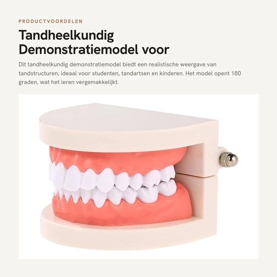 Modello di Tanto Realistico - Modello di Studio per Odontoiatria - Simulazione di Tanto - Display di Modello - Modello di Ricerca - Materiale PVC di Alta Qualità - Modello Odontoiatrico