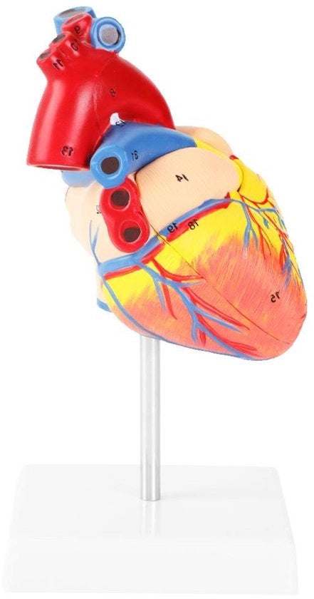 Modello Anatomico del Cuore Umano a Scala Naturale per Istituti di Scienze e Educazione in Cardiologia