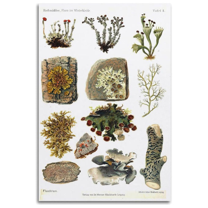 HNPBB Poster su Tela Natura Licheni Invernali 50 x 75 cm