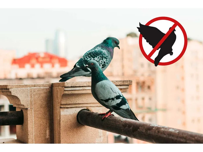 Dissuasore per piccioni Stocker Geyser nebulizzatore Mini 2 L perimetro 20m