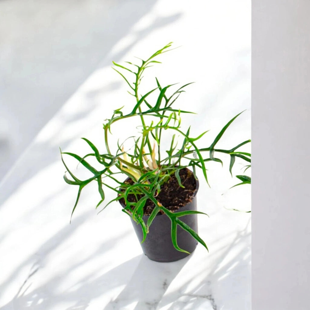 Gardenaria Philodendron tortum 'Good luck' - Pianta da interno ornamentale Altezza: 30 cm (vaso 12)