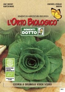 SEMENTI CICORIA GRUMOLO VERDE SCURO