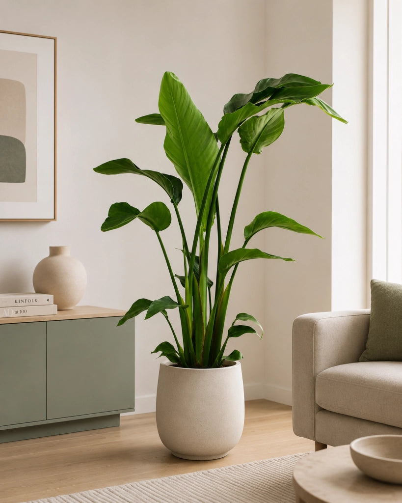 Gardenaria Strelitzia nicolai - Pianta da interno ornamentale Altezza: 120/150 cm (vaso 28)