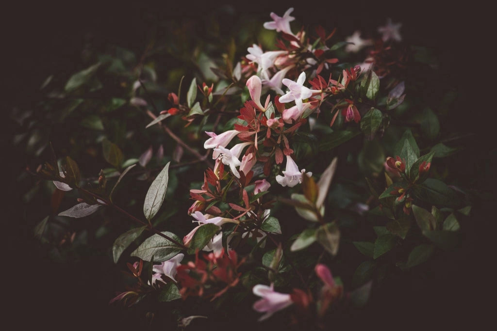 ABELIA " EDWARD GOUCHER " ROSA VASO 24