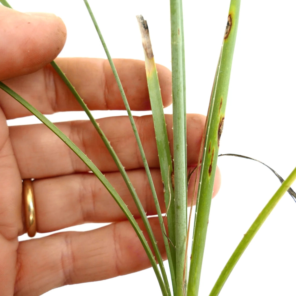 Dasylirion cedrosanum – Pianta ornamentale scultorea per giardini xerofili