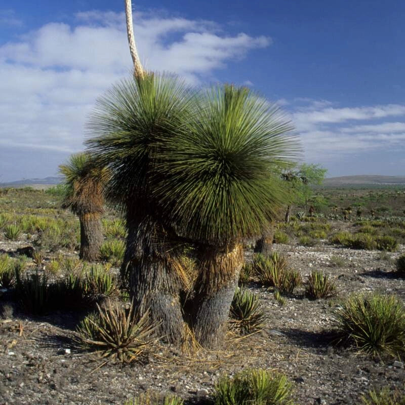 Pianta di Albero d'Erba Messicano DASYLIRION LONGISSIMUM in vaso 18 cm AMDGarden