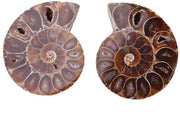 Set di Ammoniti fossili naturale da 2 - Fossili di nautilo naturale - Per ricerca fossili - Educazione archeologica - Diametro 4 cm - Origine naturale unica