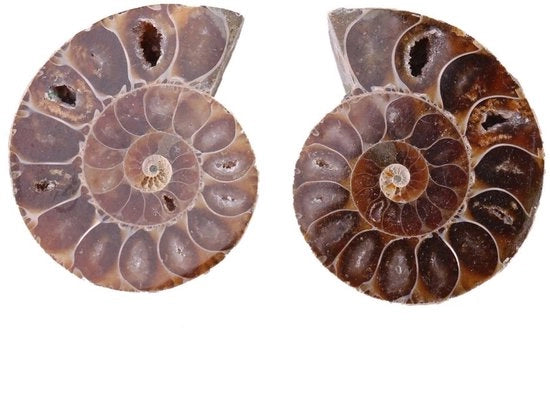 Set di Ammoniti fossili naturale da 2 - Fossili di nautilo naturale - Per ricerca fossili - Educazione archeologica - Diametro 4 cm - Origine naturale unica