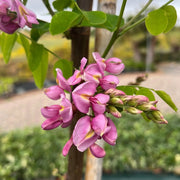 Pianta di acacia Robinia fiore rosso Georgia da Torino in vaso 24 cm AMDGarden