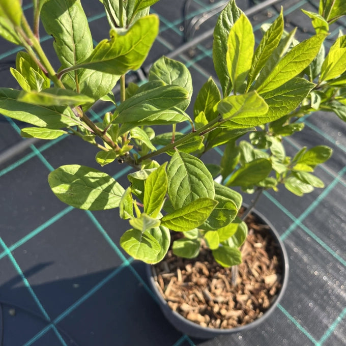 Pianta di Albero della Neve Profumato CHIONANTHUS VIRGINICUS vaso 18cm AMDGarden