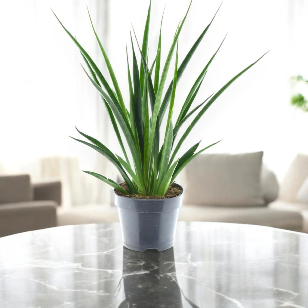 Gardenaria Sansevieria 'Kirkii friends' - Pianta da interno ornamentale Altezza: 40 cm (vaso 12)