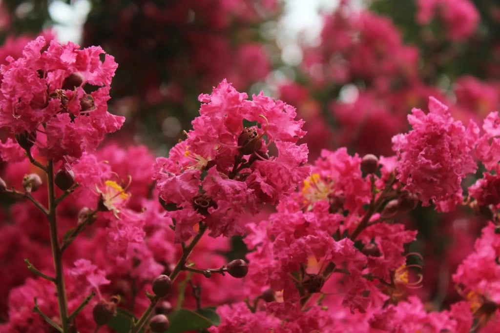 Gardenaria Lagerstroemia indica 'Red Imperator' - Arbusto ornamentale da giardino Altezza: 40/60 cm (vaso19)