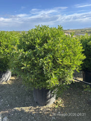 Lentisco Pistacia Lentiscus Palla 60 cm Pianta Mediterranea Sempreverde
