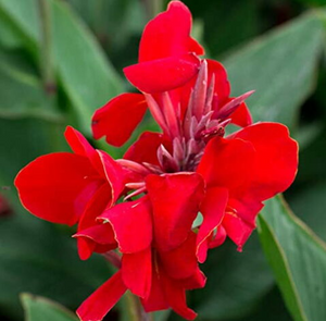 Pianta Canna X Generalis Tropical Red, vaso 18