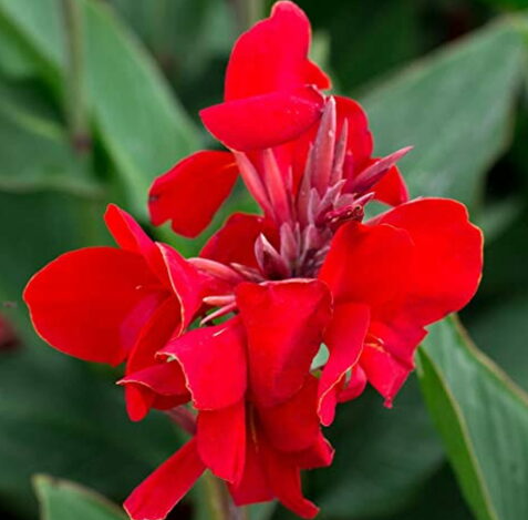 Pianta Canna X Generalis Tropical Red, vaso 18