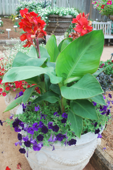 Pianta Canna X Generalis Tropical Red, vaso 18