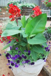 Pianta Canna X Generalis Tropical Red, vaso 18