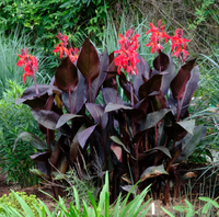 Pianta Canna X Generalis Tropical Red, vaso 18