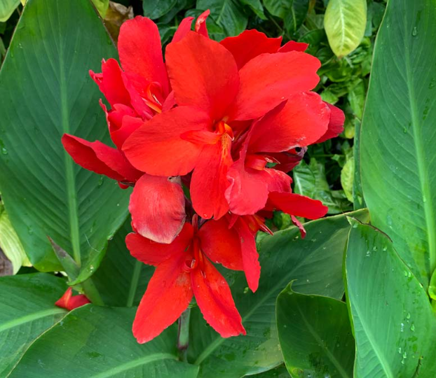 Pianta Canna X Generalis Tropical Red, vaso 18