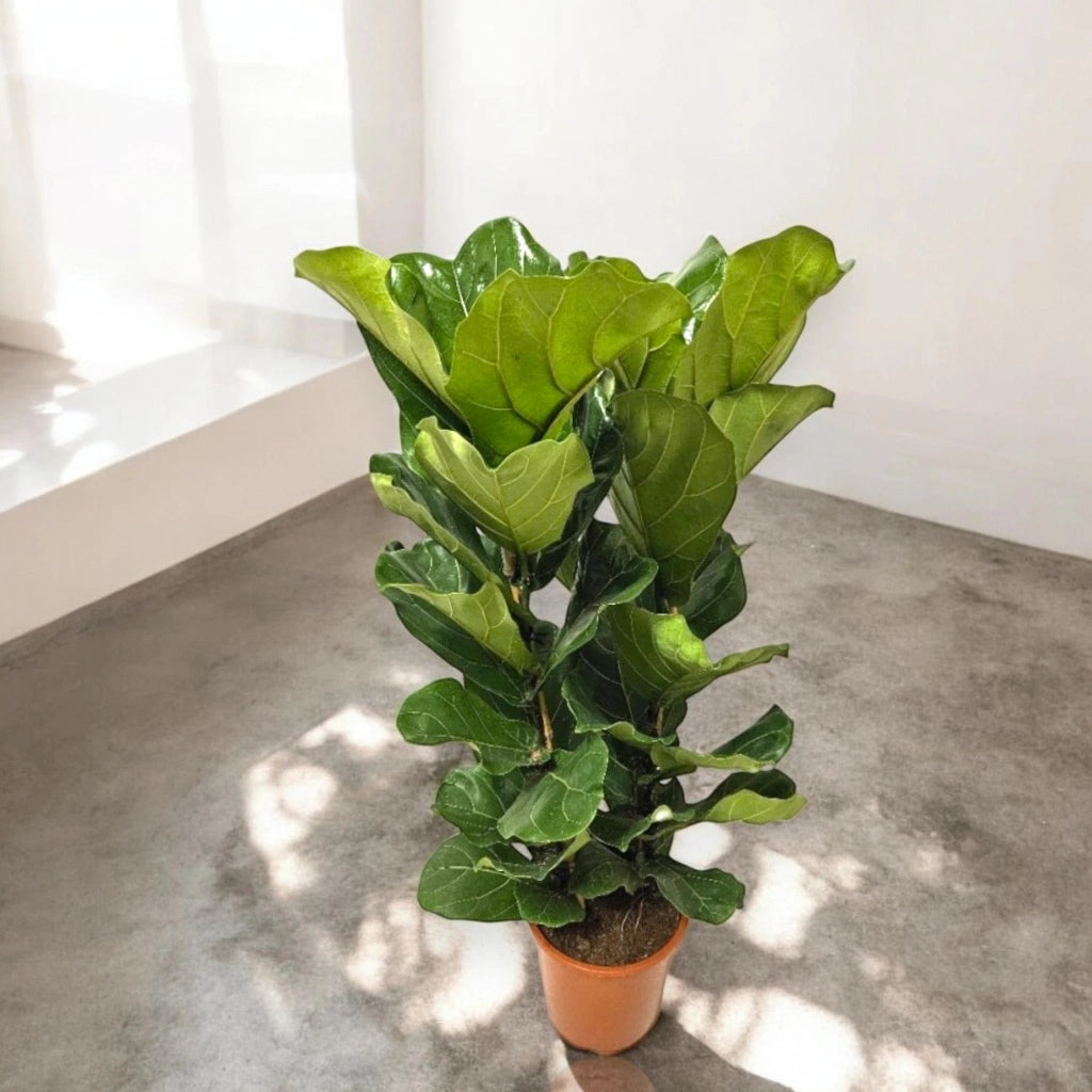 Gardenaria Ficus lyrata - Pianta da interno ornamentale Altezza: 100 cm (vaso 27)