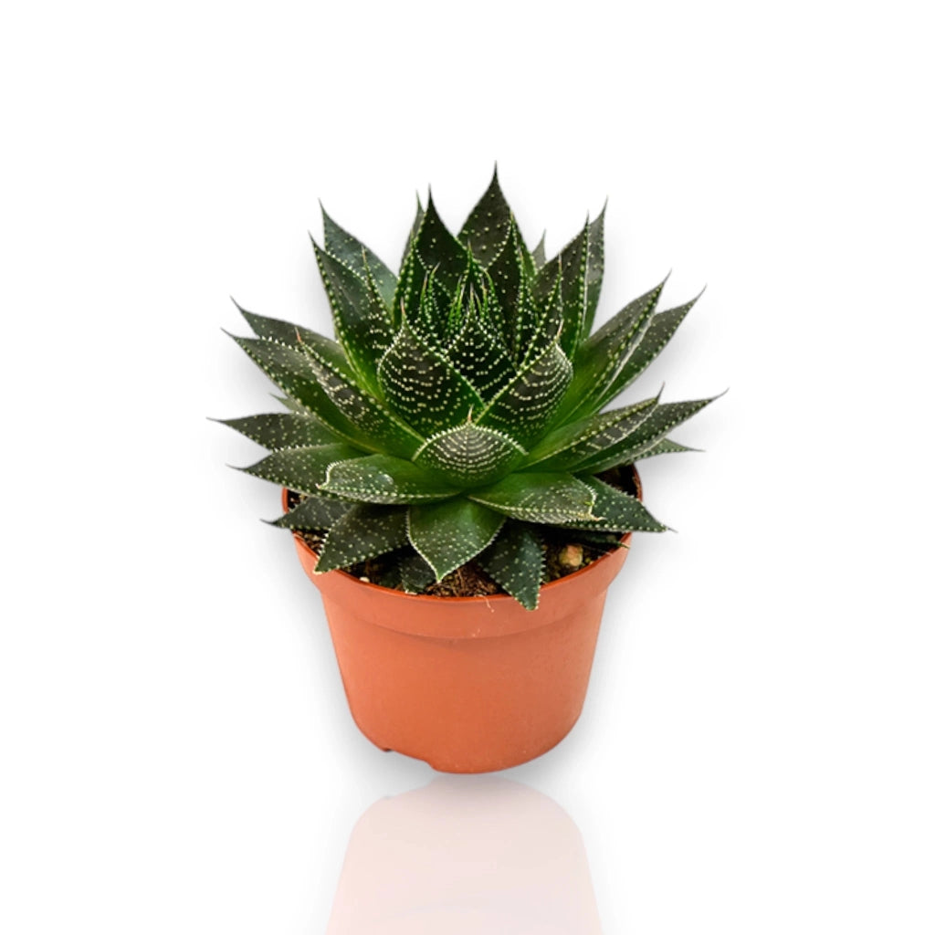 Gardenaria Aloe aristata 'Safari Ami' - Pianta da interno ornamentale Altezza: 15 cm (vaso 10)