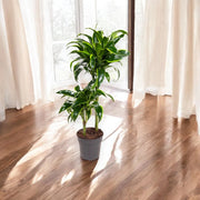 Gardenaria Dracaena fragrans 'Dorado' - Pianta da interno ornamentale Altezza: 80 cm (vaso 19)