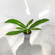 Gardenaria Philodendron 'Campii' - Pianta da interno ornamentale Altezza: 40 cm (vaso 14)