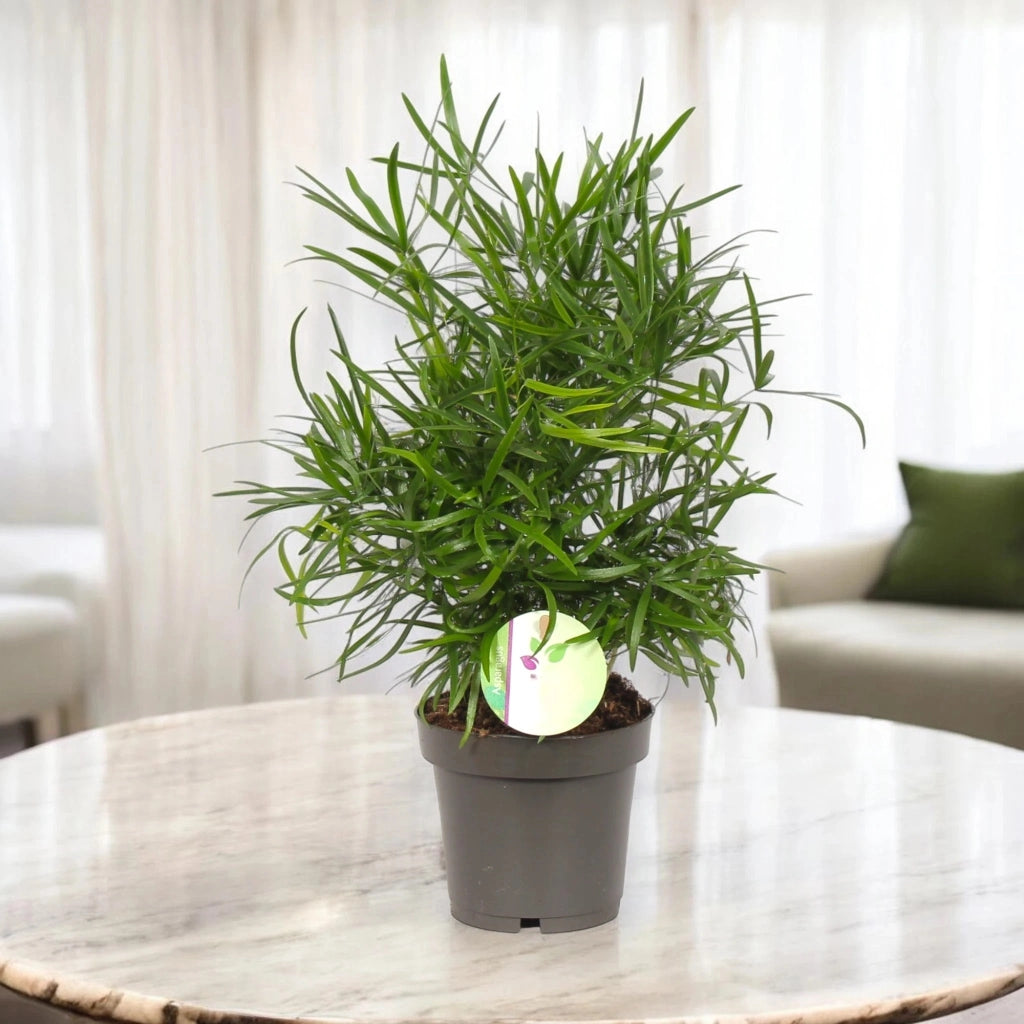 Gardenaria Asparagus falcatus - Pianta da interno ornamentale Altezza: 35 cm (vaso 12)